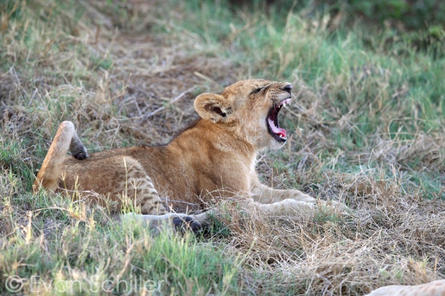 Lion Practice - Photography by Evan Schiller