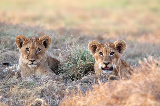 Duba Cubs - Photography by Evan Schiller