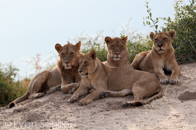 Fearsome Foursome - Photography by Evan Schiller