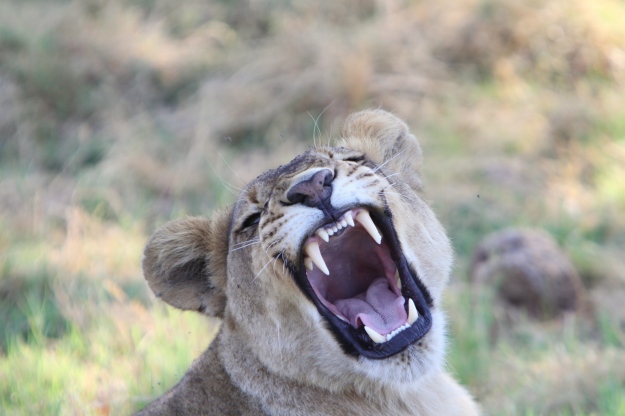 Yawn or Roar? - Lisa Holzwarth