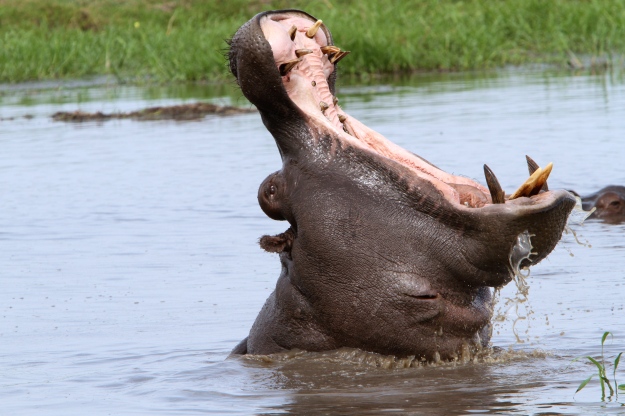 Hippo being Hippo - Lisa Holzwarth