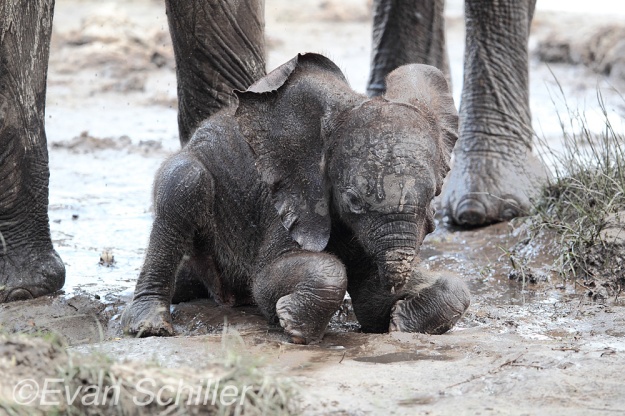 Baby Elephant in the Savute Channel - Photography by Evan Schiller