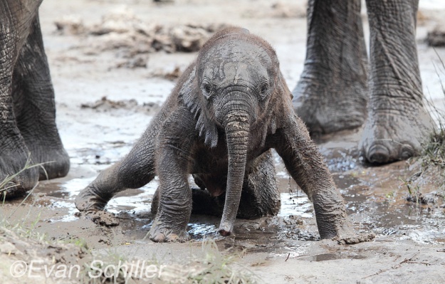 Baby Elephant II in the Savute Channel - Photography by Evan Schiller