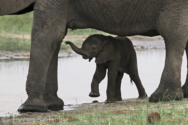 Chobe Elephant, Photography by Evan Schiller