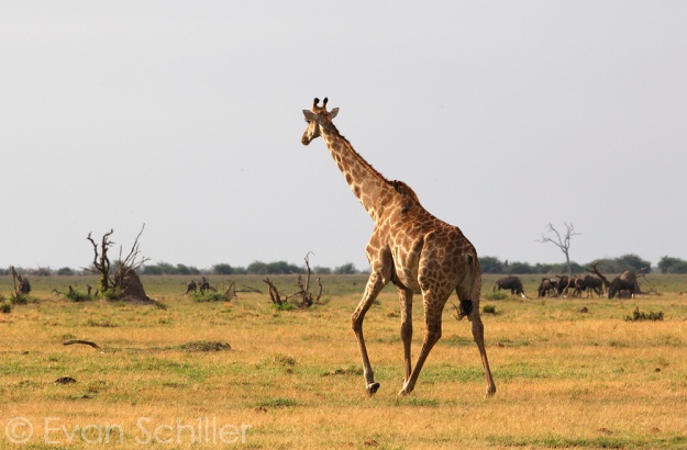 Chobe Giraffe, Photography by Evan Schiller