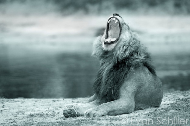 Chobe Yawn, Photography by Evan Schiller