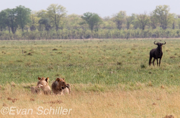 Lions and Wildebeest in Savute Marsh, Photography by Evan Schiller
