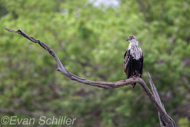 Fish Eagle at President's Camp - Photography by Evan Schiller