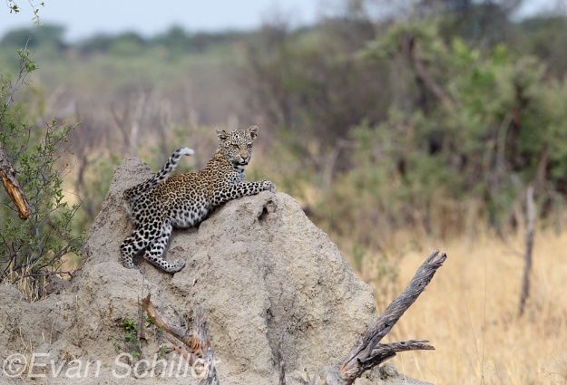 Savute Cub on Termite Mound - Photography by Evan Schiller