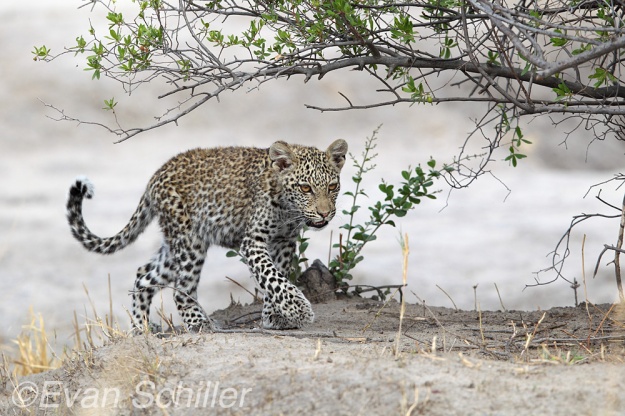 Savute Cub on the Move - Photography by Evan Schiller