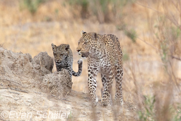 Savute Mother and Cub - Photography by Evan Schiller