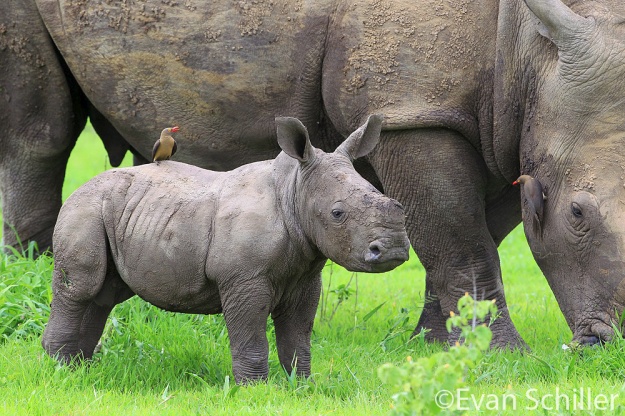 Baby Rhino & Mother - Photography by Evan Schiller