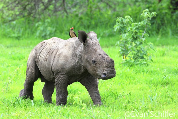 Baby Rhino & Oxpecker - Photography by Evan Schiller