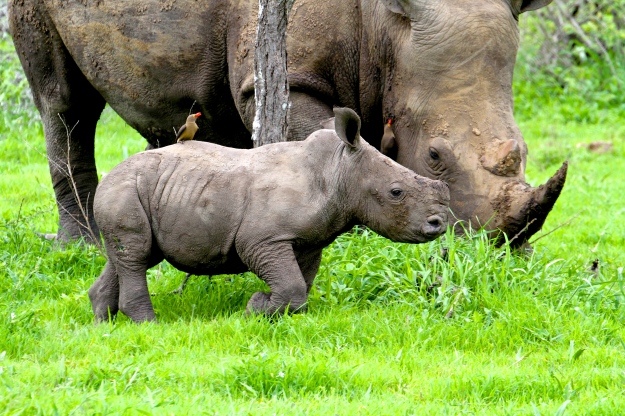 Mala Mala Rhino family - Lisa Holzwarth