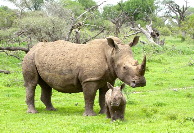 Mala Mala Momma & Baby Rhino - Lisa Holzwarth
