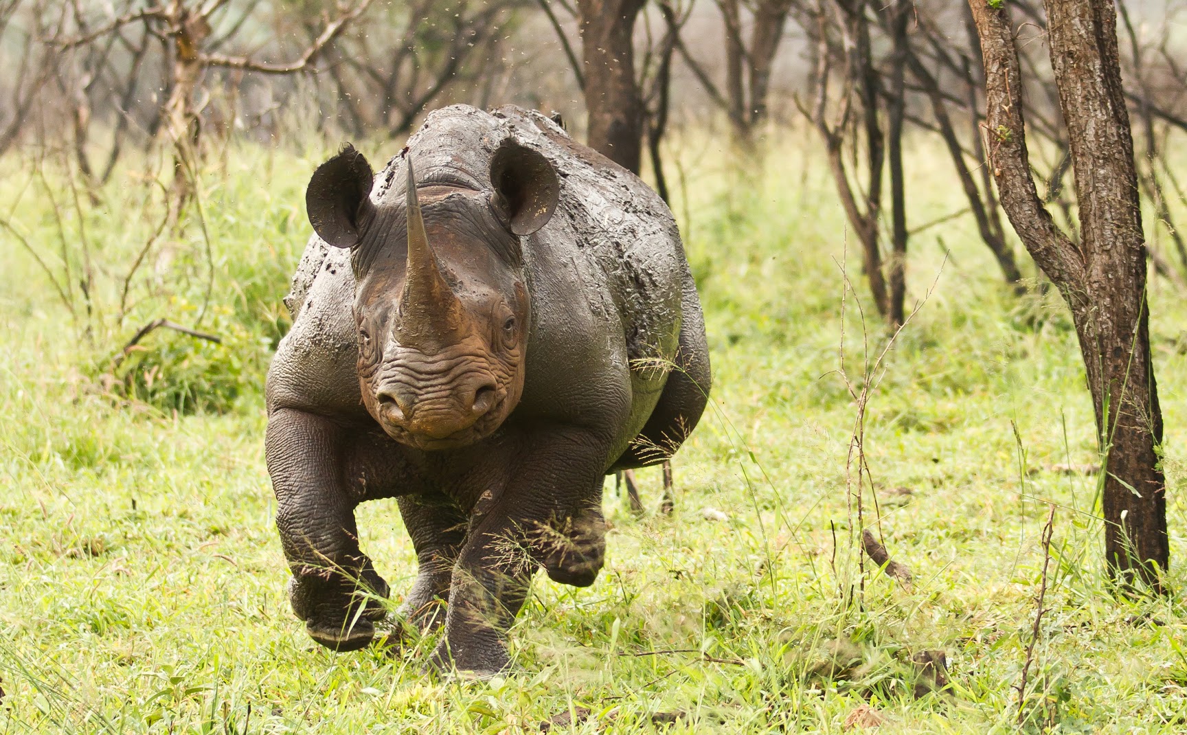 Носорог все выступления. Суматранский носорог. Суматранский Бегемот. Черный носорог. Суматранский носорог, Индонезия.