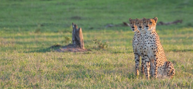 Cheetah Formation - Dean Wraith Photography